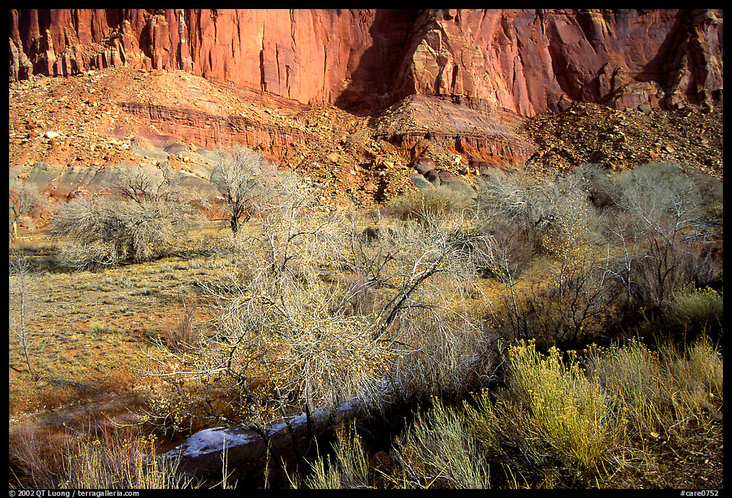 Limestone cliffs and desert cottonwoods in winter. Capitol Reef National Park, Utah, USA.