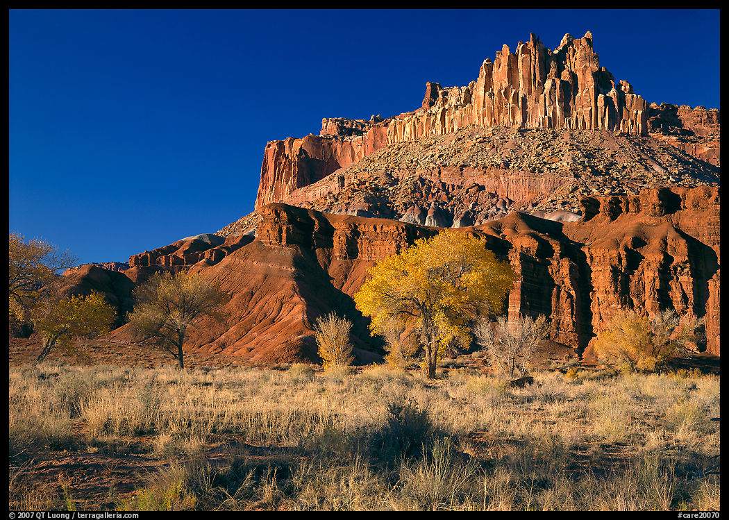 Cottonwods in fall colors at the base of the Castle. Capitol Reef National Park, Utah, USA.
