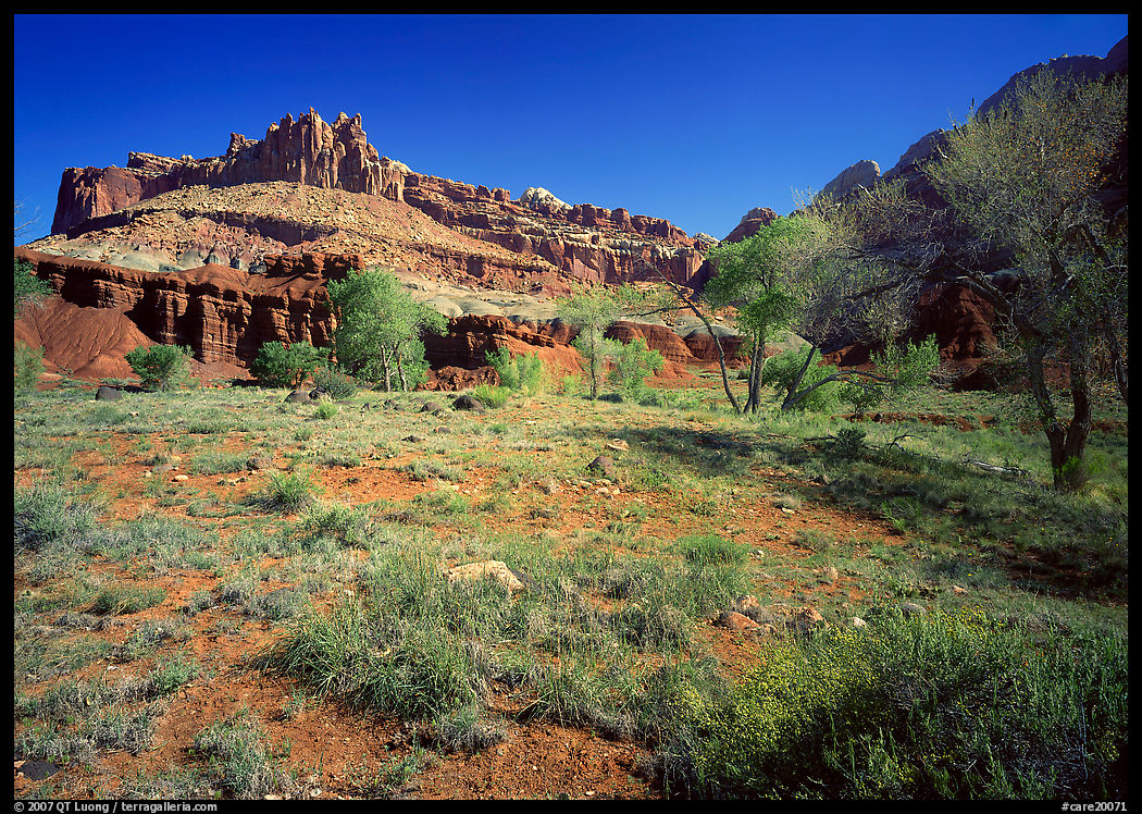 The Castle, morning spring. Capitol Reef National Park, Utah, USA.