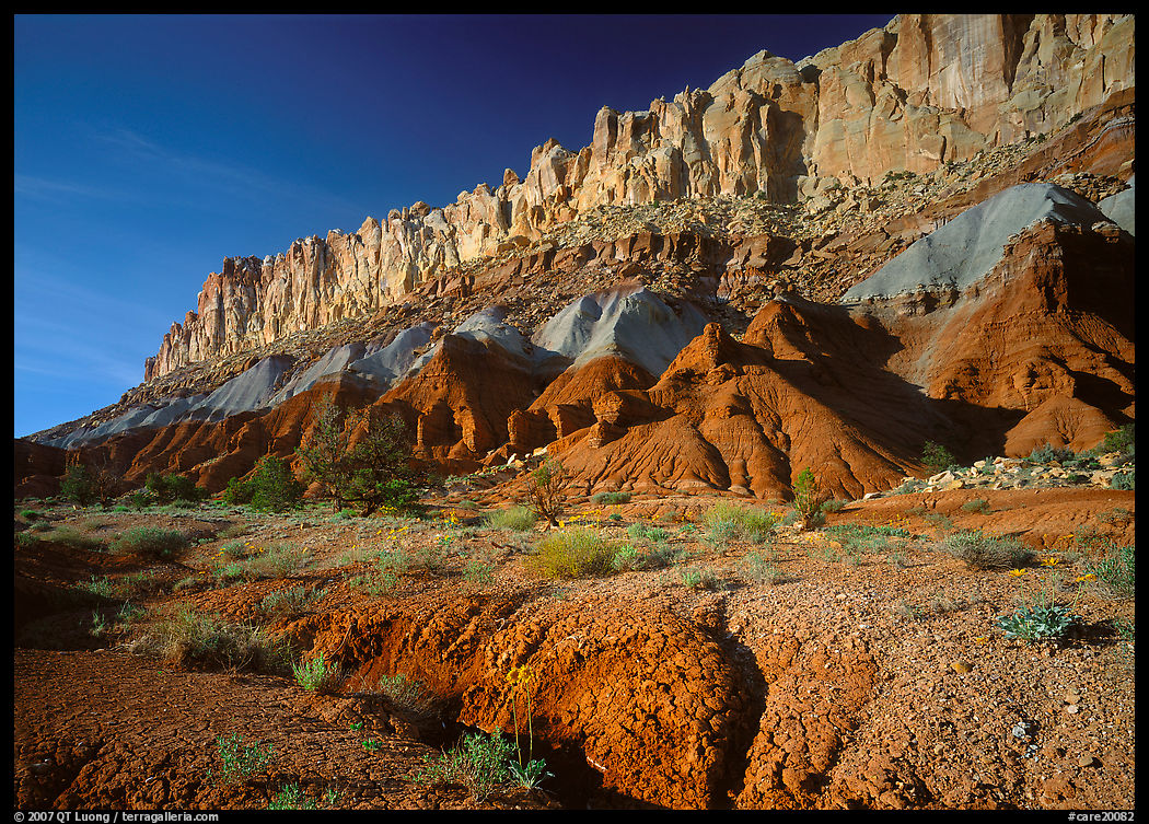 Wildflowers and Waterpocket Fold, afternoon. Capitol Reef National Park