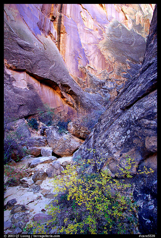 Leaves and patterned wall in Surprise canyon. Capitol Reef National Park, Utah, USA.