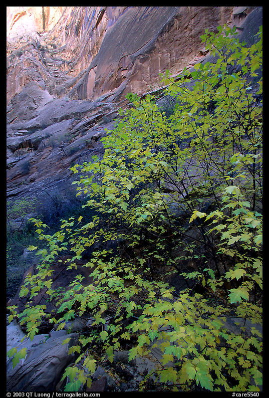 Maple in Surprise canyon. Capitol Reef National Park, Utah, USA.