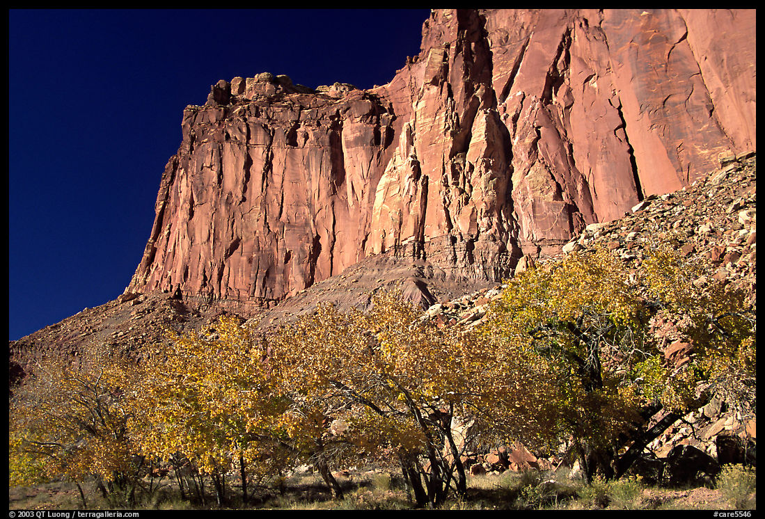 Cottonwods in fall colors and tall cliffs near Fruita. Capitol Reef National Park, Utah, USA.
