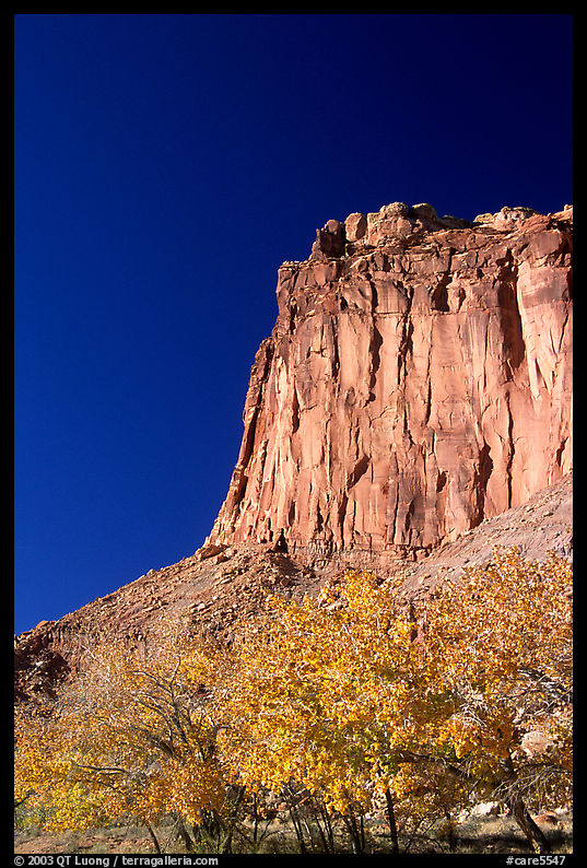 Cottonwods in fall foliage and tall cliffs near Fruita. Capitol Reef National Park, Utah, USA.