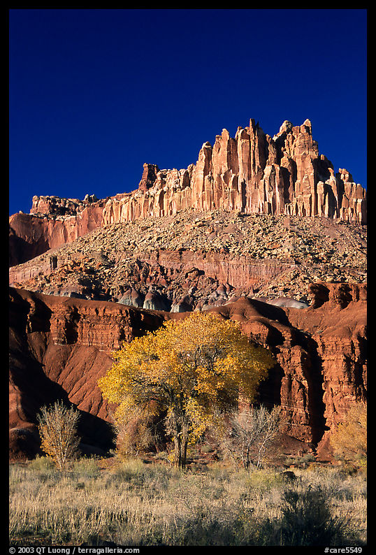 Cottonwods at the base of the Castle during fall. Capitol Reef National Park, Utah, USA.