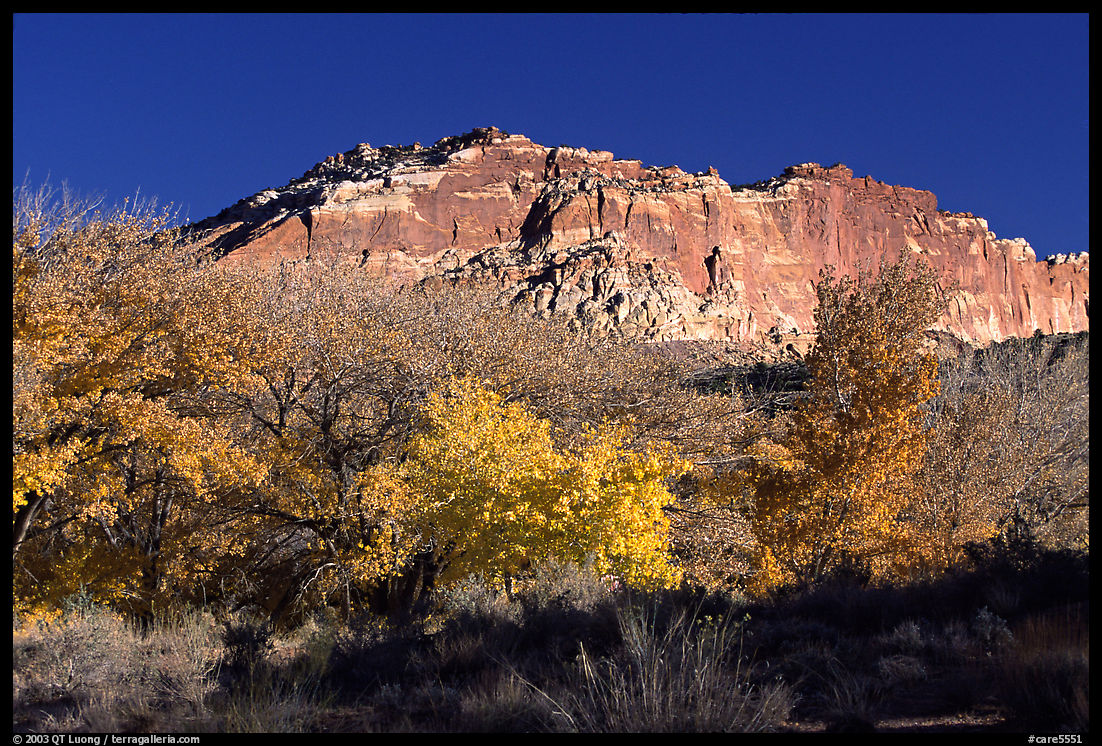 Trees in colors and cliffs near Fruita. Capitol Reef National Park, Utah, USA.