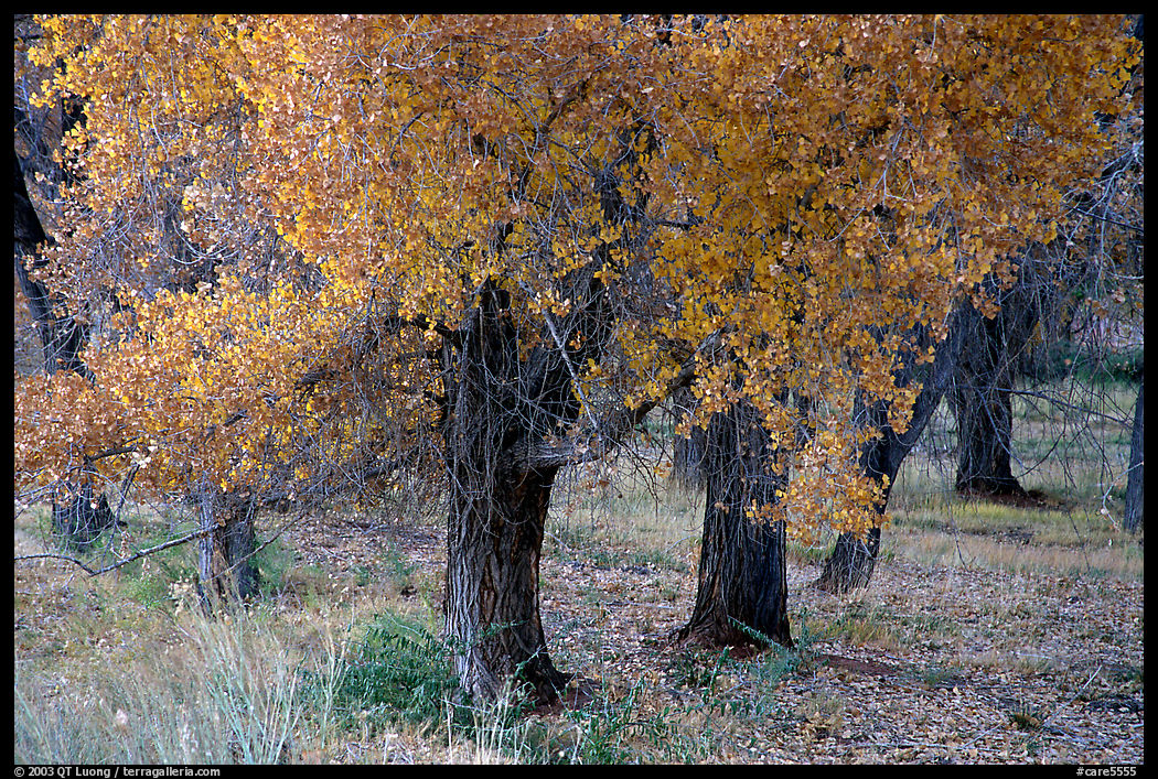 Orchard trees in fall foliage, Fuita. Capitol Reef National Park, Utah, USA.