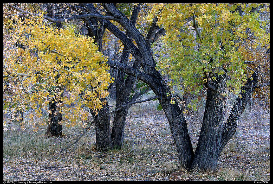 Orchard trees in fall colors, Fuita. Capitol Reef National Park, Utah, USA.