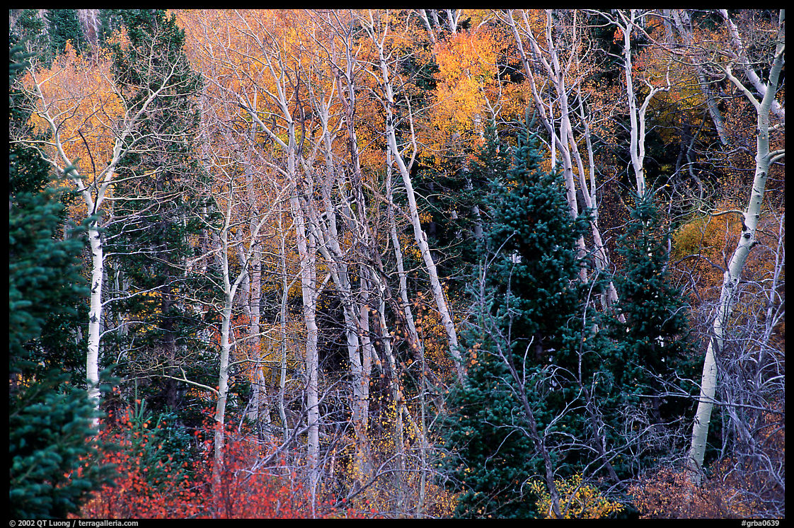 Autumn colors, Windy Canyon. Great Basin  National Park, Nevada, USA.