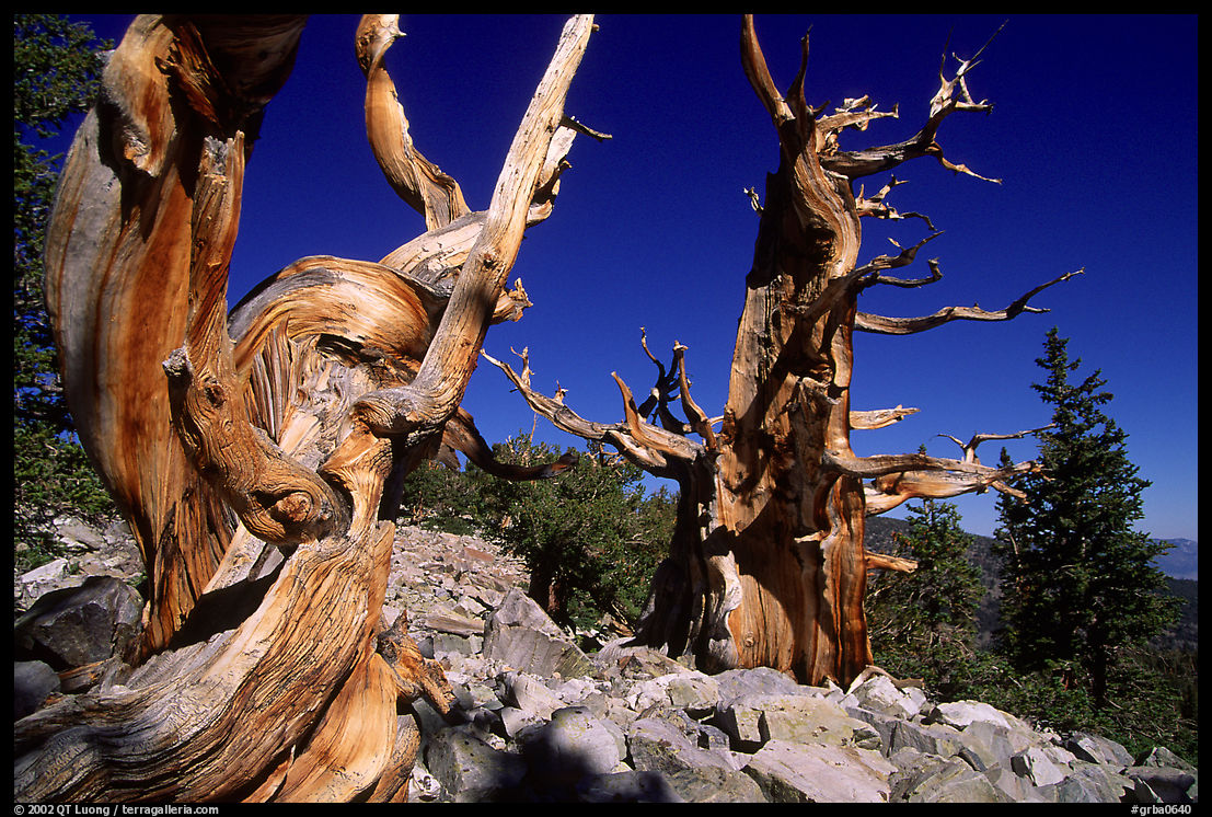 Bristlecone Pine trees near Wheeler Peak, morning. Great Basin  National Park, Nevada, USA.