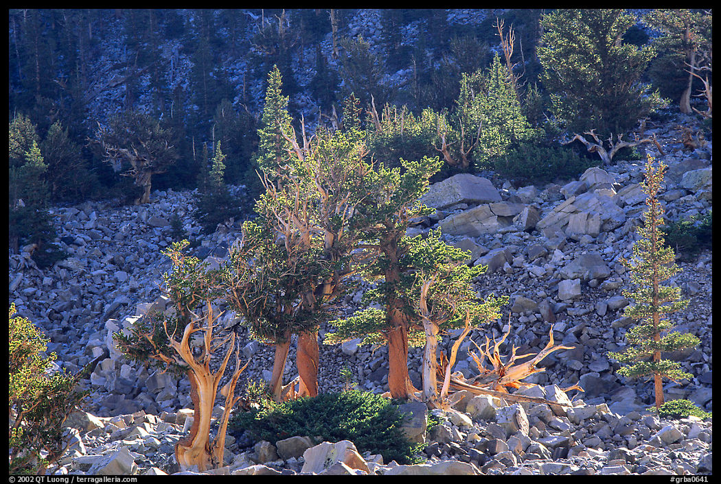 Bristlecone Pine trees near Wheeler Peak, morning. Great Basin  National Park, Nevada, USA.