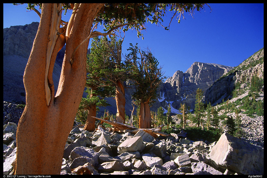 Bristlecone Pine trees and Wheeler Peak, morning. Great Basin  National Park, Nevada, USA.
