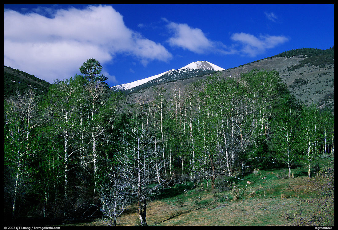 Trees and mountains, Baker Creek, morning spring. Great Basin  National Park, Nevada, USA.