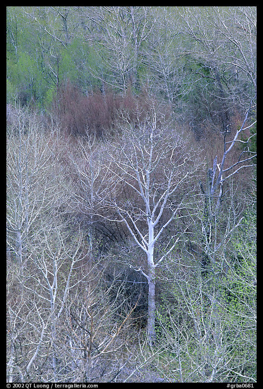 Conifers, bare trees, and newly leafed trees, springtime, Baker Creek. Great Basin  National Park, Nevada, USA.
