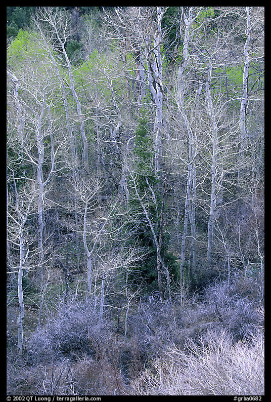 First leaves budding in spring, Baker Creek. Great Basin  National Park, Nevada, USA.