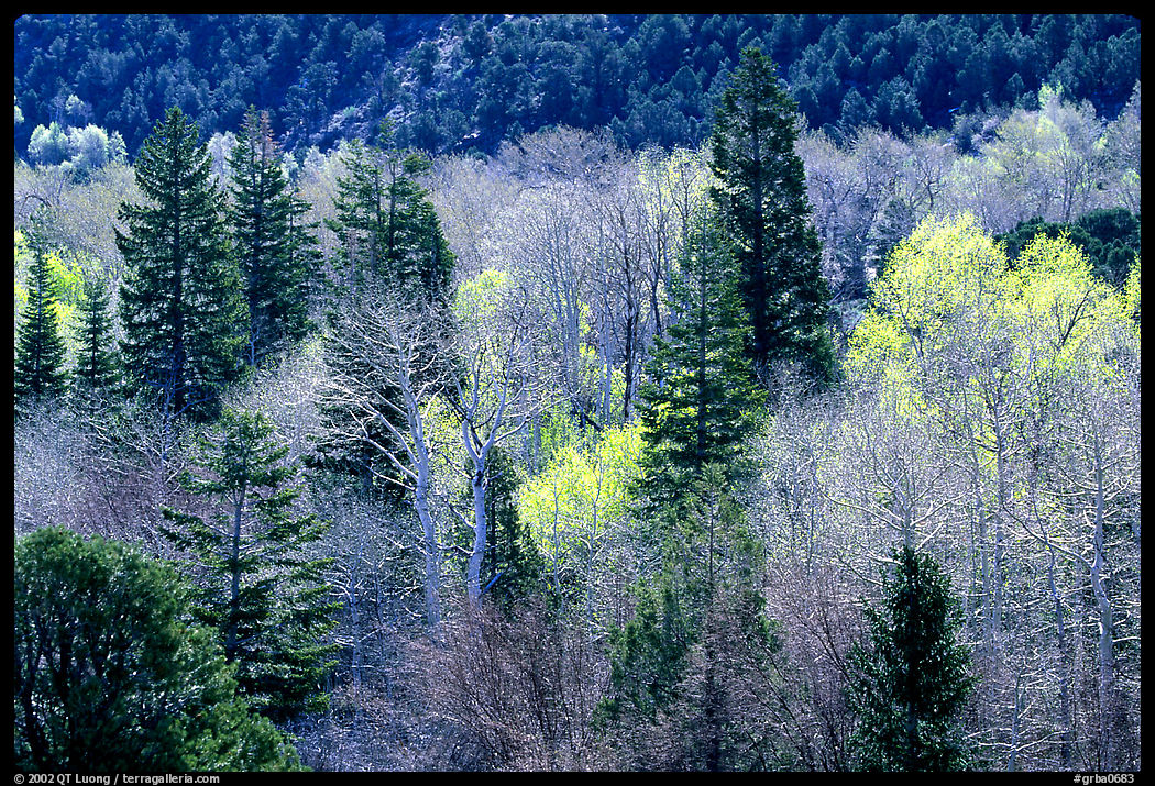 First leaves buds in springtime, Baker Creek. Great Basin  National Park, Nevada, USA.