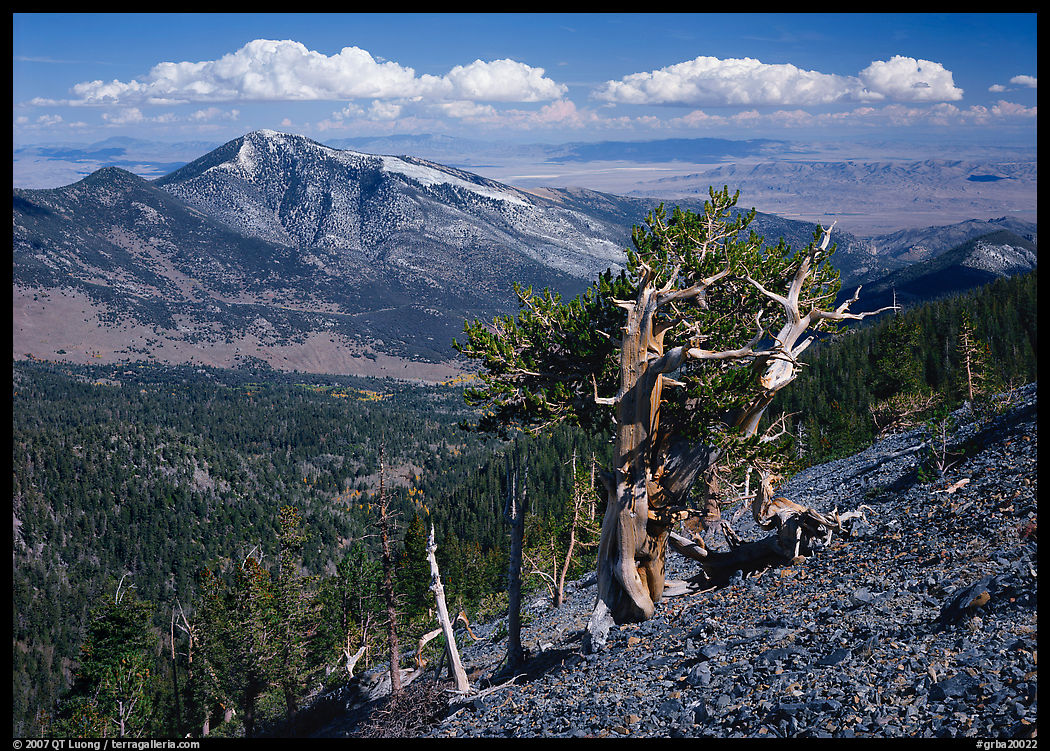 Bristlecone pine tree on slope overlooking desert, Mt Washington. Great Basin  National Park, Nevada, USA.