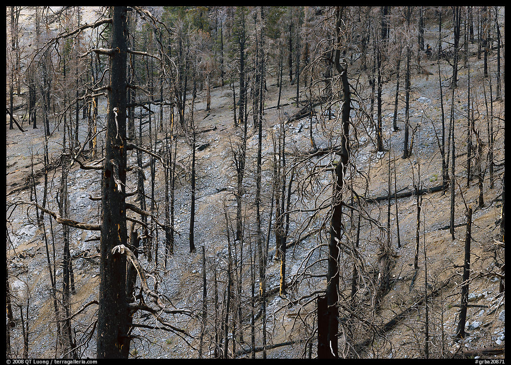 Forest of burned trees. Great Basin  National Park, Nevada, USA.