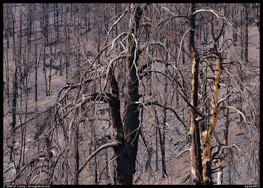 Burned trees. Great Basin  National Park, Nevada, USA.