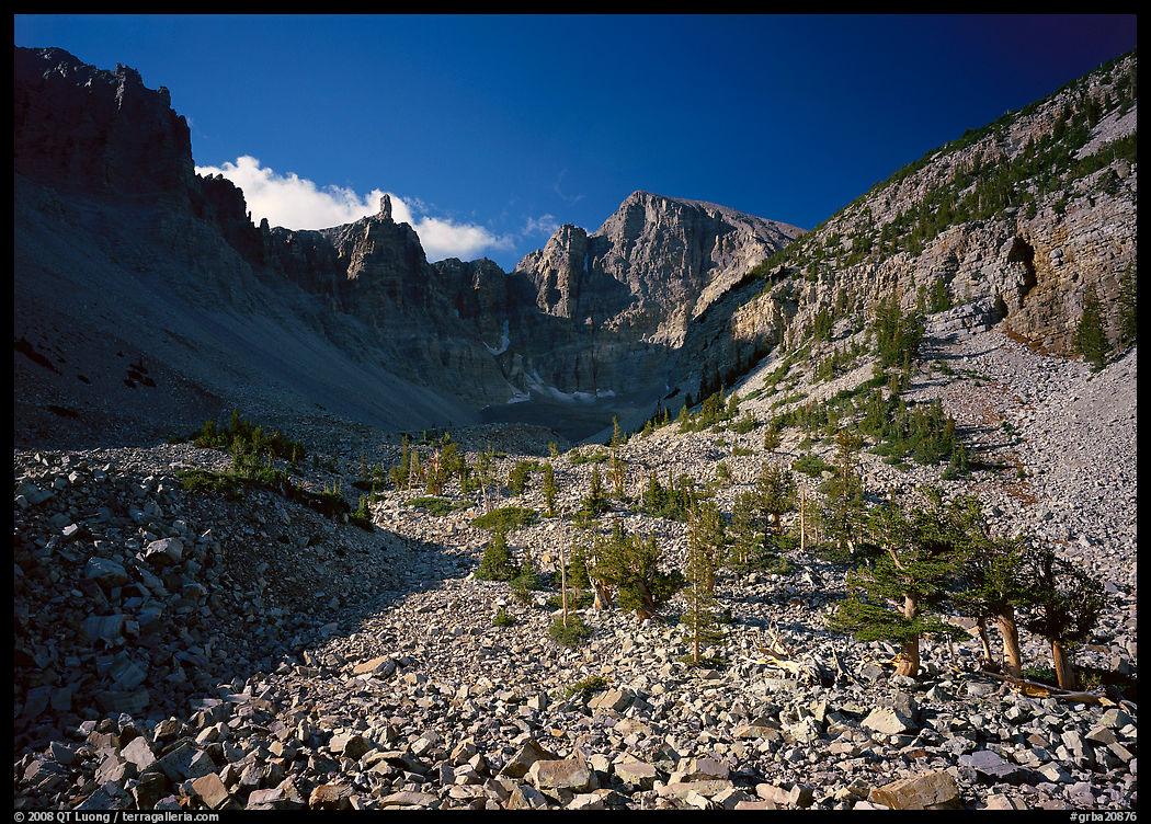 Bristlecone pine and morainic rocks, Wheeler Peak, morning. Great Basin  National Park, Nevada, USA.