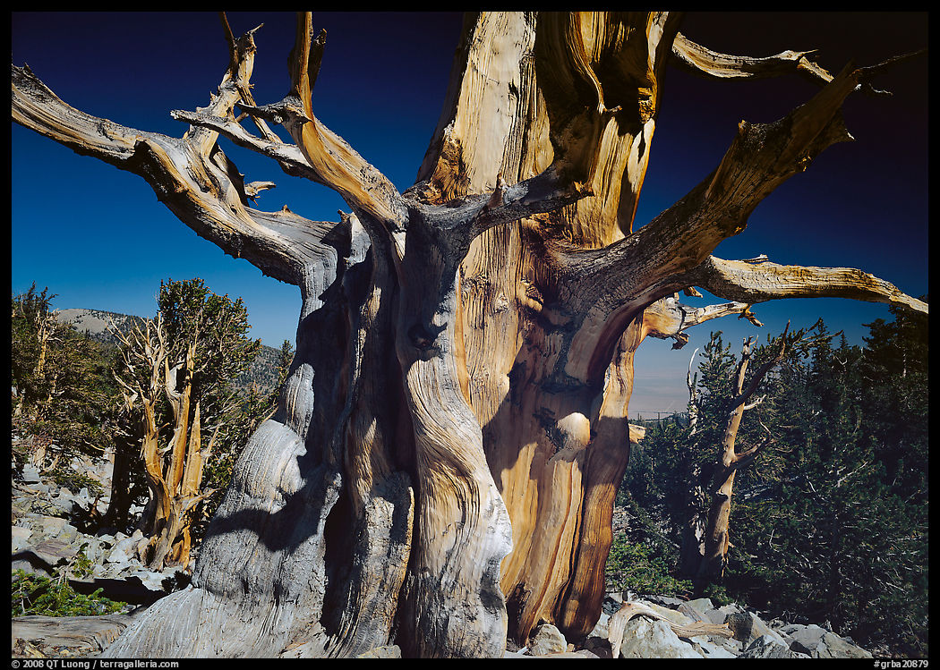 Bristelecone pine grove at the base of Wheeler Peak. Great Basin  National Park, Nevada, USA.