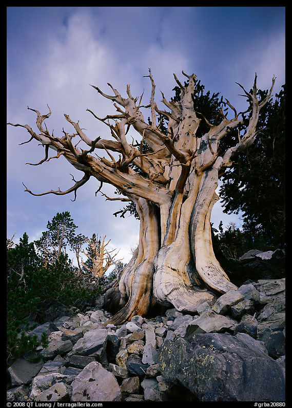 Ancient Bristlecone Pine, Wheeler Peak Basin, afternoon. Great Basin  National Park, Nevada, USA.