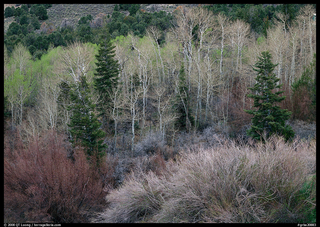 Tapestry of shrubs and trees in early spring. Great Basin  National Park