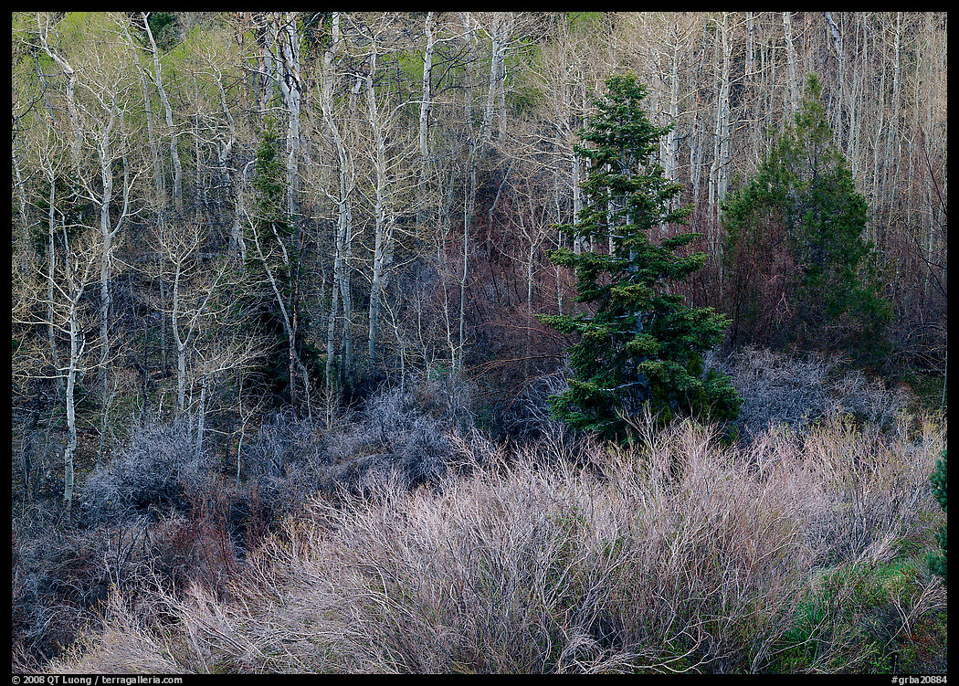 Trees just leafing out amongst bare trees. Great Basin  National Park, Nevada, USA.