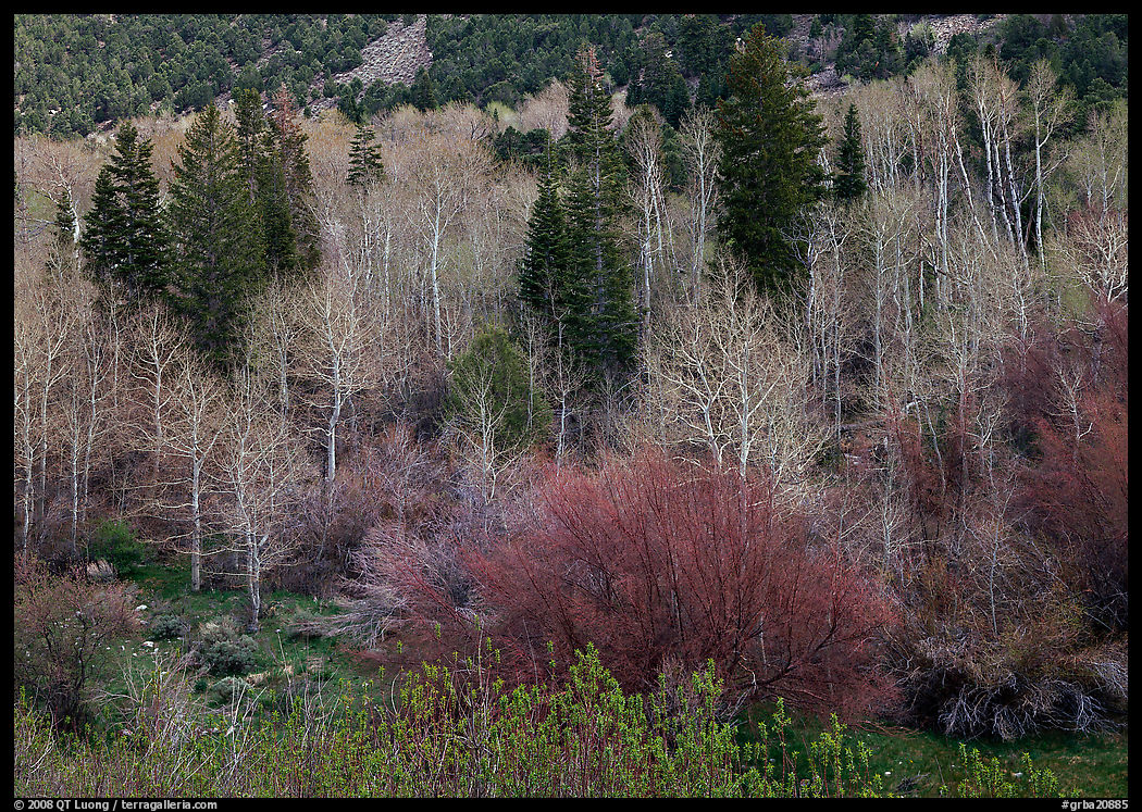 Bare trees, new leaves, and conifers. Great Basin  National Park, Nevada, USA.