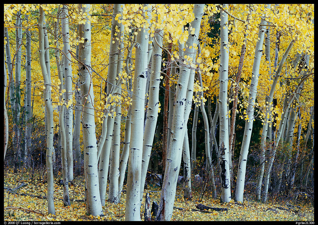 Aspens, Windy Canyon, autumn. Great Basin  National Park, Nevada, USA.