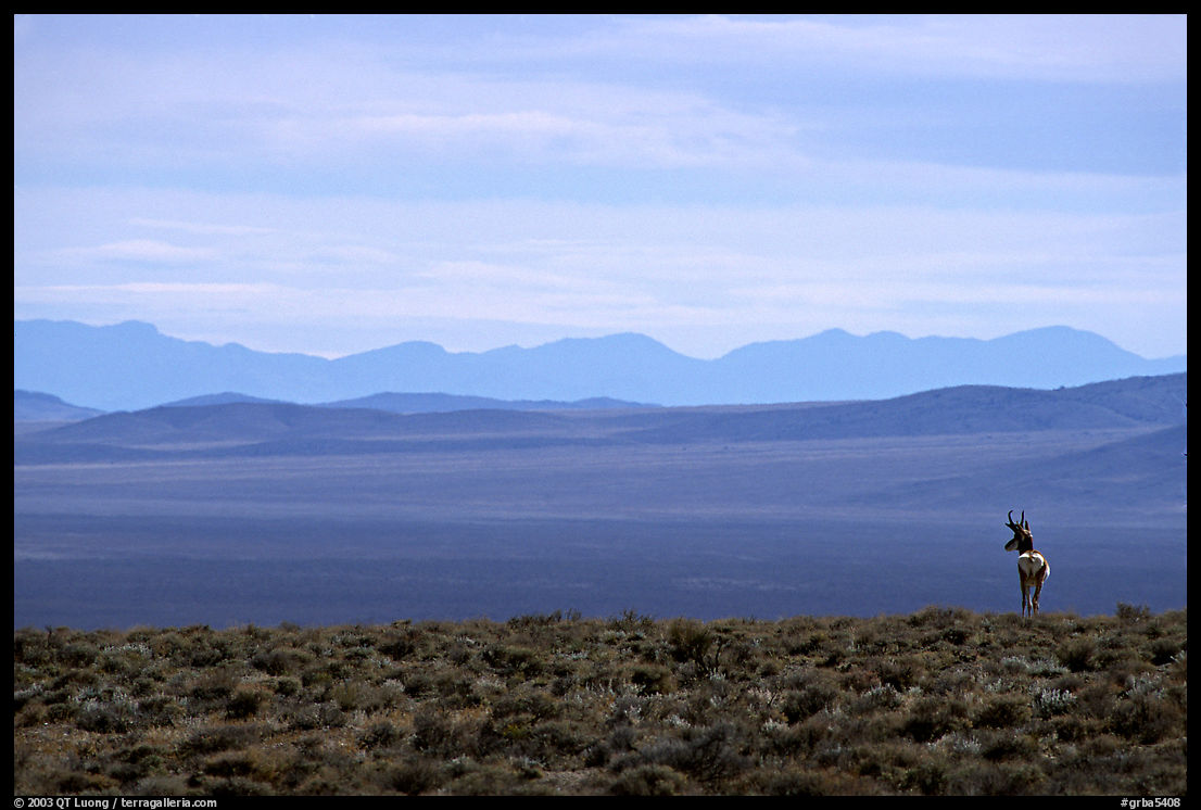 Desert antelope and hazy mountain range. Great Basin  National Park