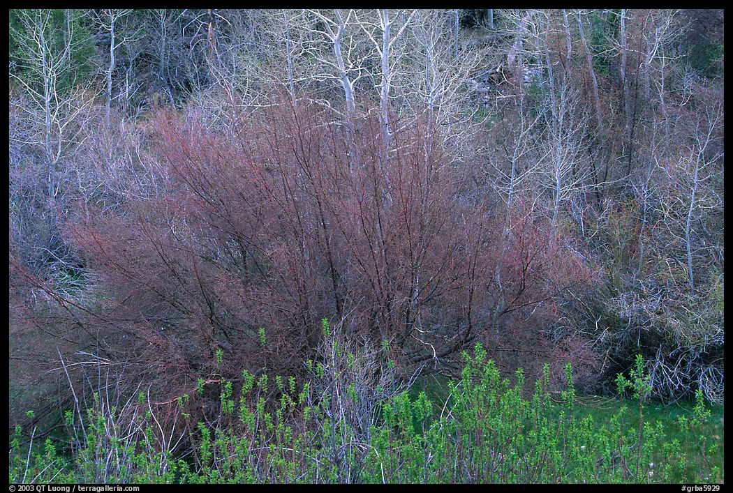 Budding trees in spring, Baker Creek. Great Basin  National Park