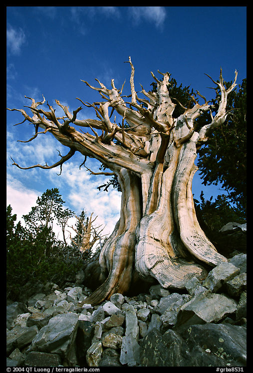 Ancient Bristlecone Pine, Wheeler Peak Basin, afternoon. Great Basin  National Park, Nevada, USA.