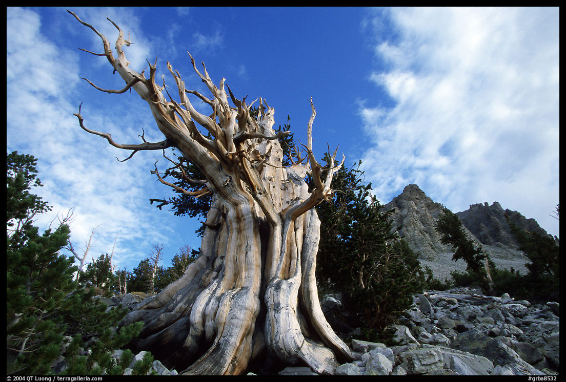 Bristlecone Pine tree, Wheeler Peak Basin, afternoon. Great Basin  National Park, Nevada, USA.