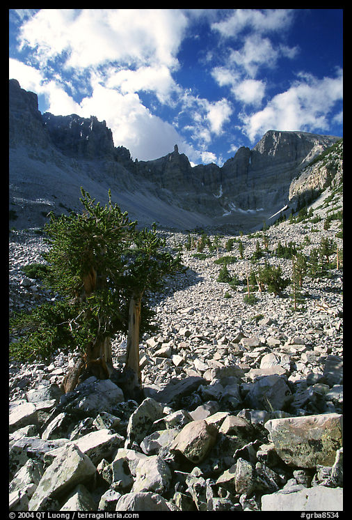 Bristlecone pine and rocks cirque, Wheeler Peak, morning. Great Basin  National Park, Nevada, USA.