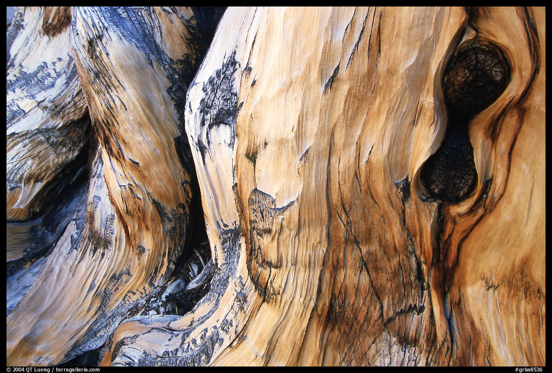 Detail of Bristlecone pine trunk. Great Basin  National Park, Nevada, USA.