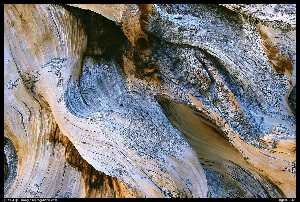Detail of Bristlecone pine roots. Great Basin  National Park, Nevada, USA.