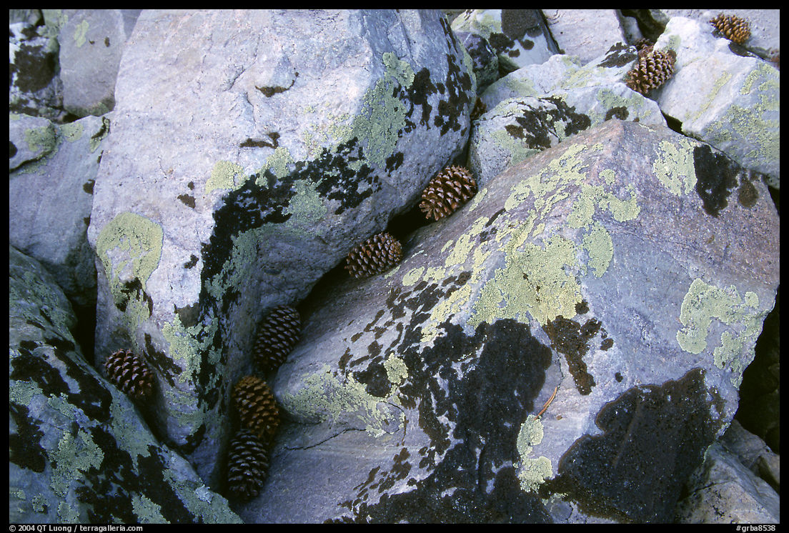 Lichen covered rocks and pine cones. Great Basin  National Park, Nevada, USA.