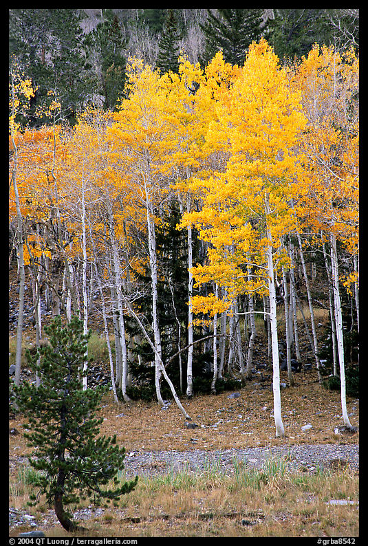 Aspen trees in fall color. Great Basin  National Park, Nevada, USA.