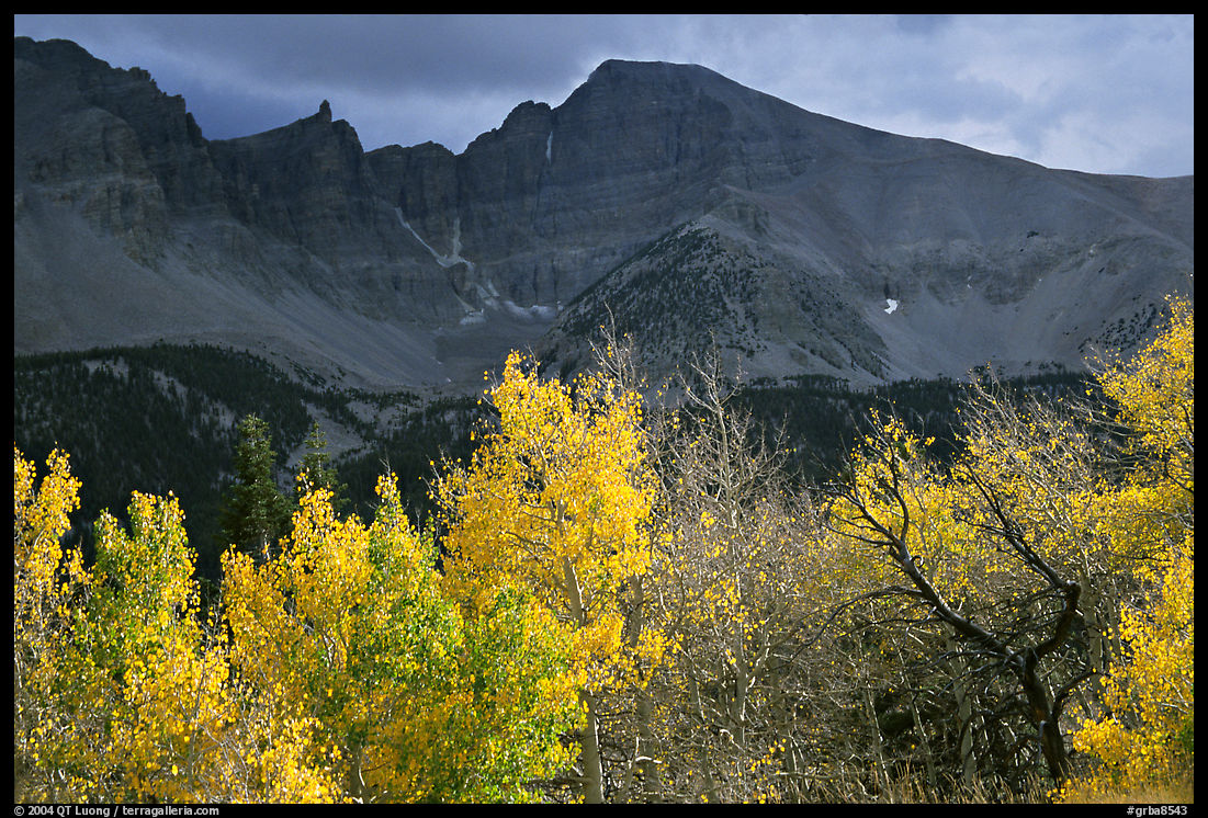 Aspens in fall foliage and Wheeler Peak. Great Basin  National Park, Nevada, USA.