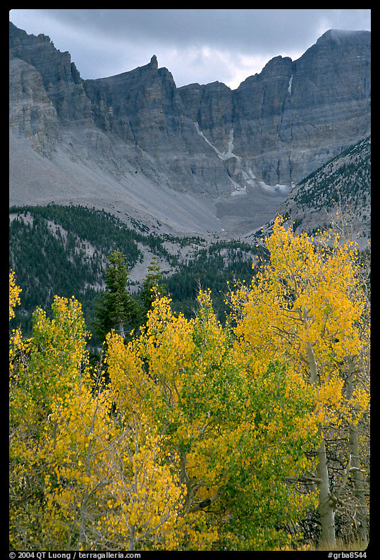 Aspens in fall color and Wheeler Peak. Great Basin  National Park