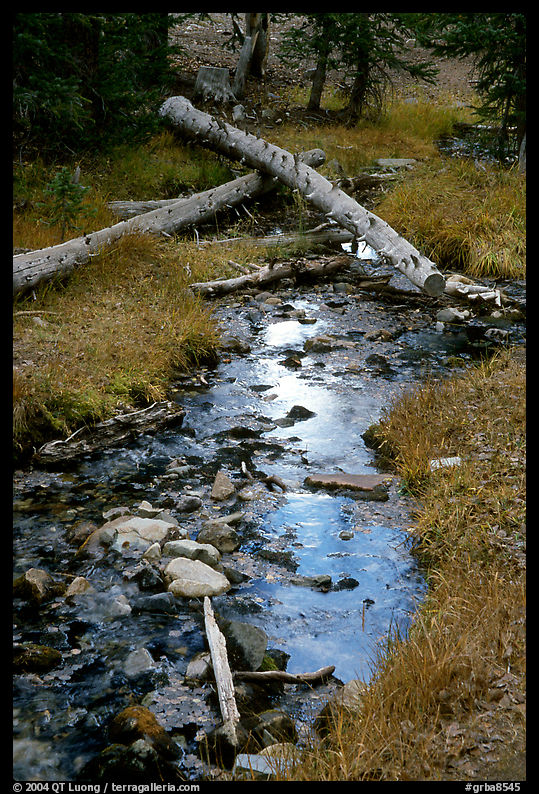 Snake Creek in fall. Great Basin  National Park, Nevada, USA.