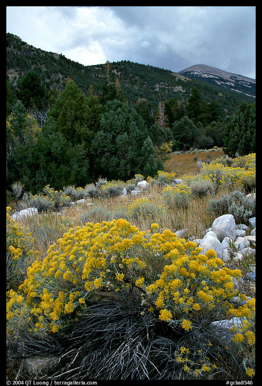 Sage in bloom and Snake Range. Great Basin  National Park