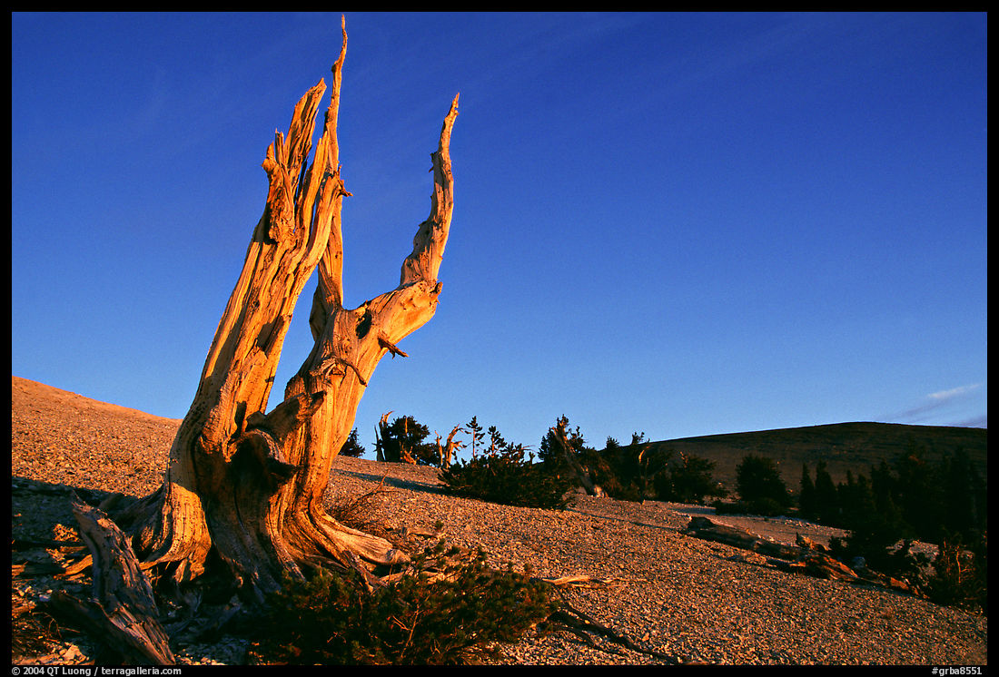 Barren slopes and dead bristlecone pine tree, Mt Washington, sunrise. Great Basin  National Park, Nevada, USA.