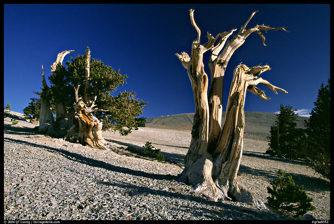 Bristlecone Pine trees, Mt Washington, early morning. Great Basin  National Park, Nevada, USA.