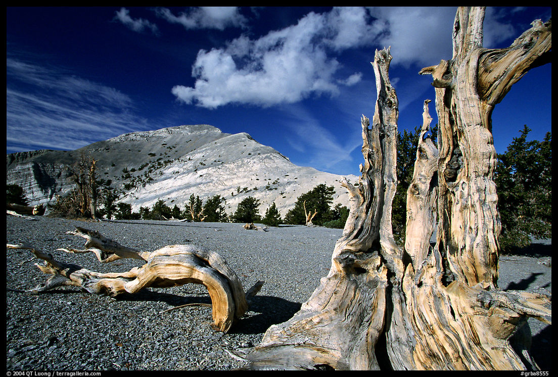 Weathered Bristlecone Pine squeleton and Mt Washington, morning. Great Basin  National Park, Nevada, USA.