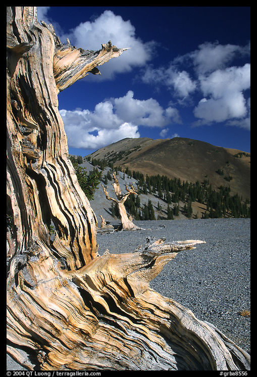 Weathered Bristlecone Pine wood, Mt Washington, morning. Great Basin  National Park, Nevada, USA.