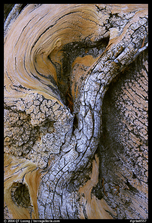 Bristlecone pine tree detail. Great Basin  National Park, Nevada, USA.