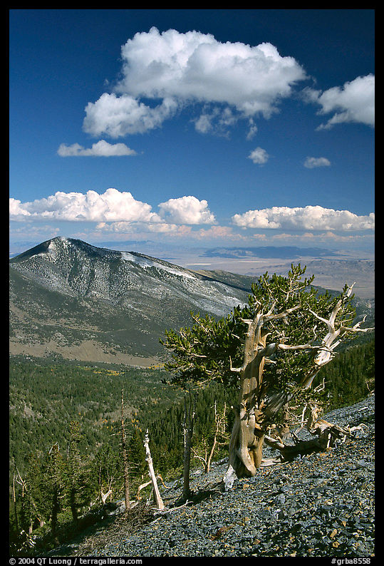 Bristlecone pine trees and Highland ridge, afternoon. Great Basin  National Park, Nevada, USA.
