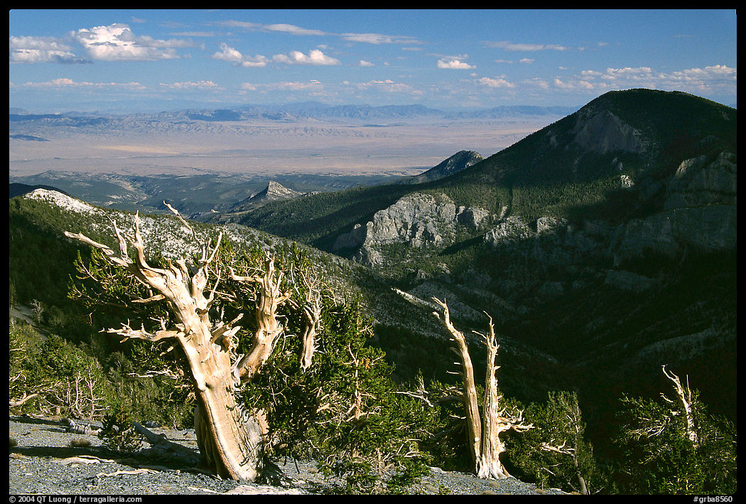 Bristlecone pine trees and Pole Canyon, afternoon. Great Basin  National Park, Nevada, USA.